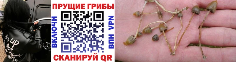 дарнет шоп  Тотьма  Псилоцибиновые грибы GOLDEN TEACHER 